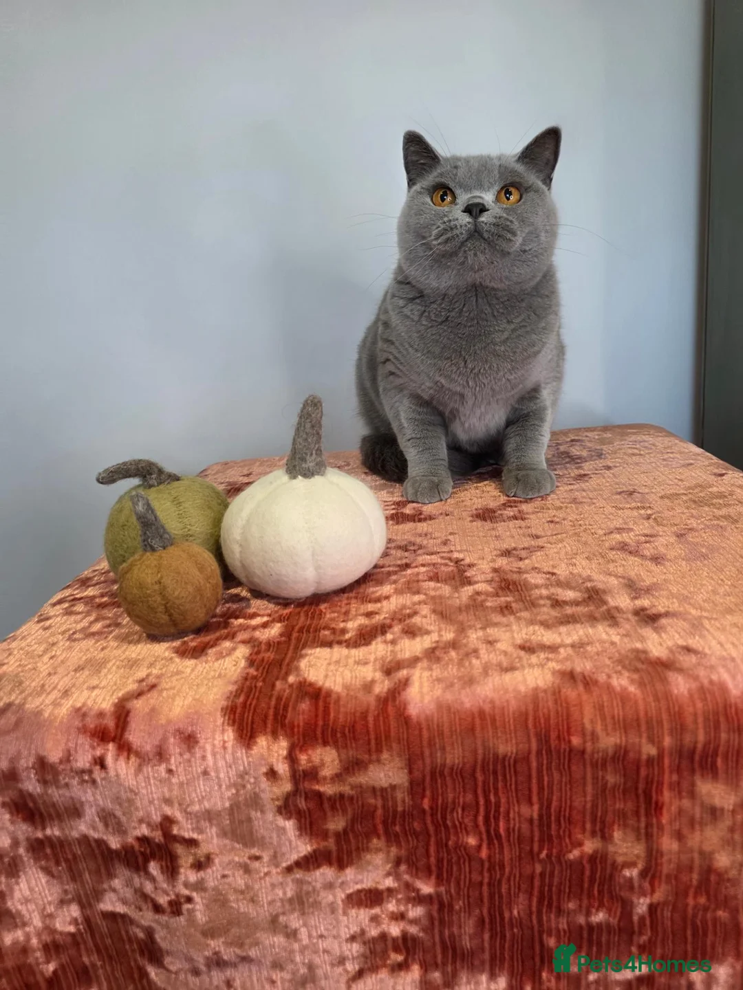British Shorthair cats for sale: CHAMPION BSH BLUE QUEEN RETIRING  - Advert 2