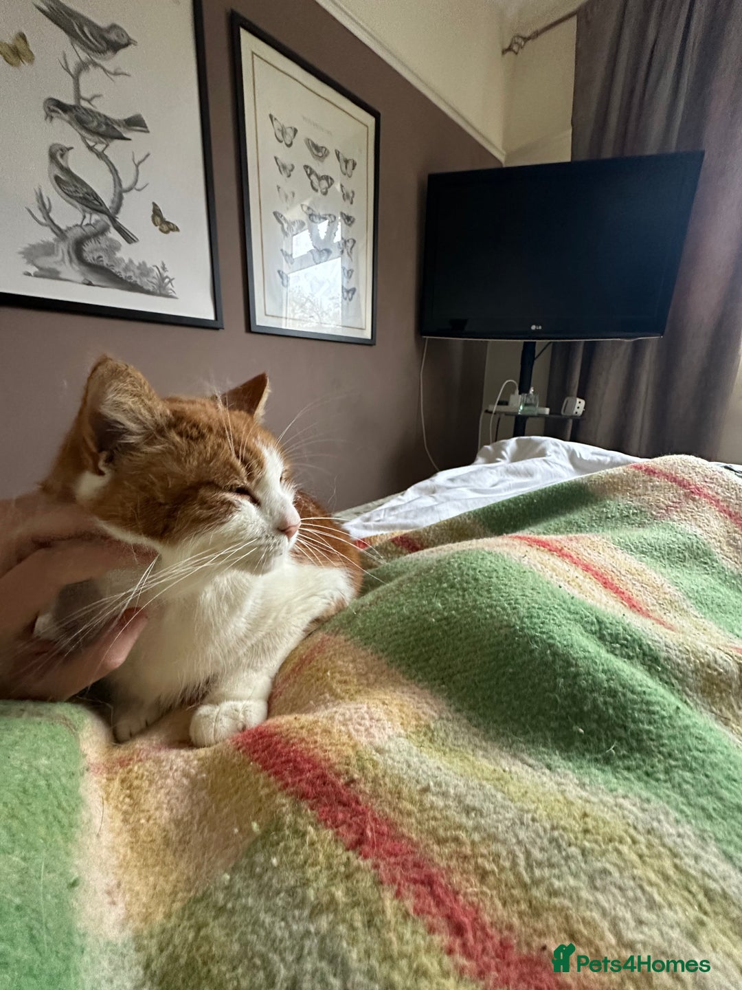 Domestic Shorthair cats for sale: Momie the Foodie - Advert 6