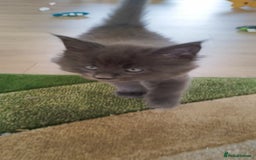 Maine Coon cats for sale: Tica pedigree kittens -ready for reservation  - Image 4