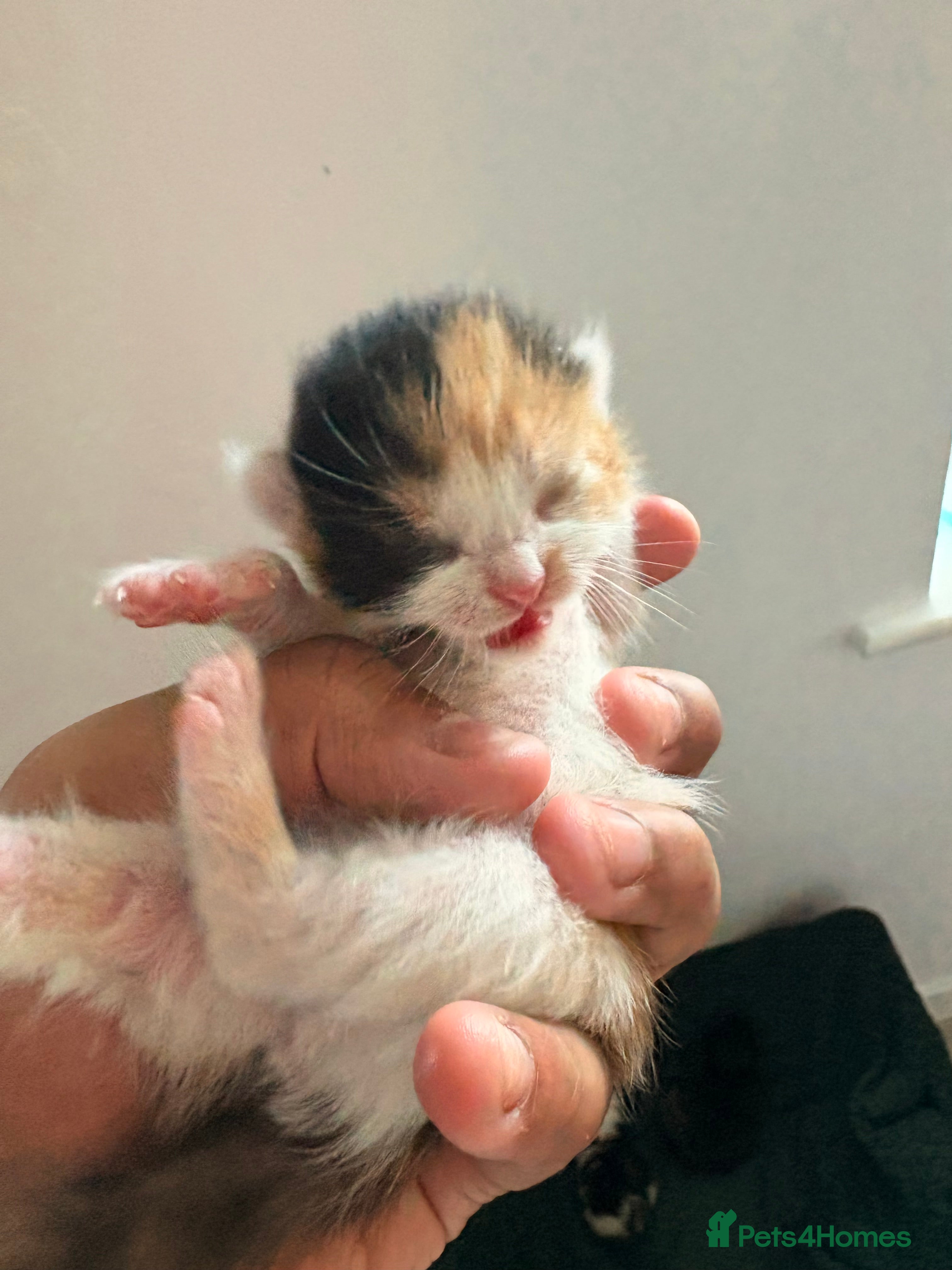 Mixed Breed cats mixed kittens for sale - Advert 1