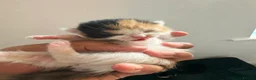 Mixed Breed cats for sale: mixed kittens for sale - Advert 1