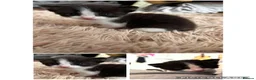 Mixed Breed cats for sale:     Healthy 7 Week Old Kittens (Ready Soon) in London - Advert 11
