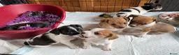 Jack Russell dogs for sale: Stunning Little Jack Russell Pups - Advert 15