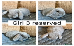 Mini Lop rabbits for sale: *ALL RESERVED* 6 baby mini lops ready to reserve  - Image 6