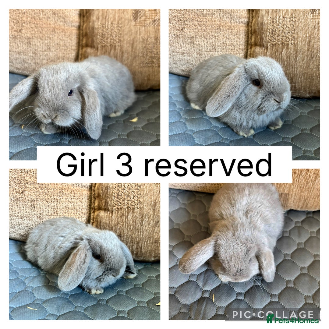 Mini Lop rabbits for sale: *ALL RESERVED* 6 baby mini lops ready to reserve  - Image 6
