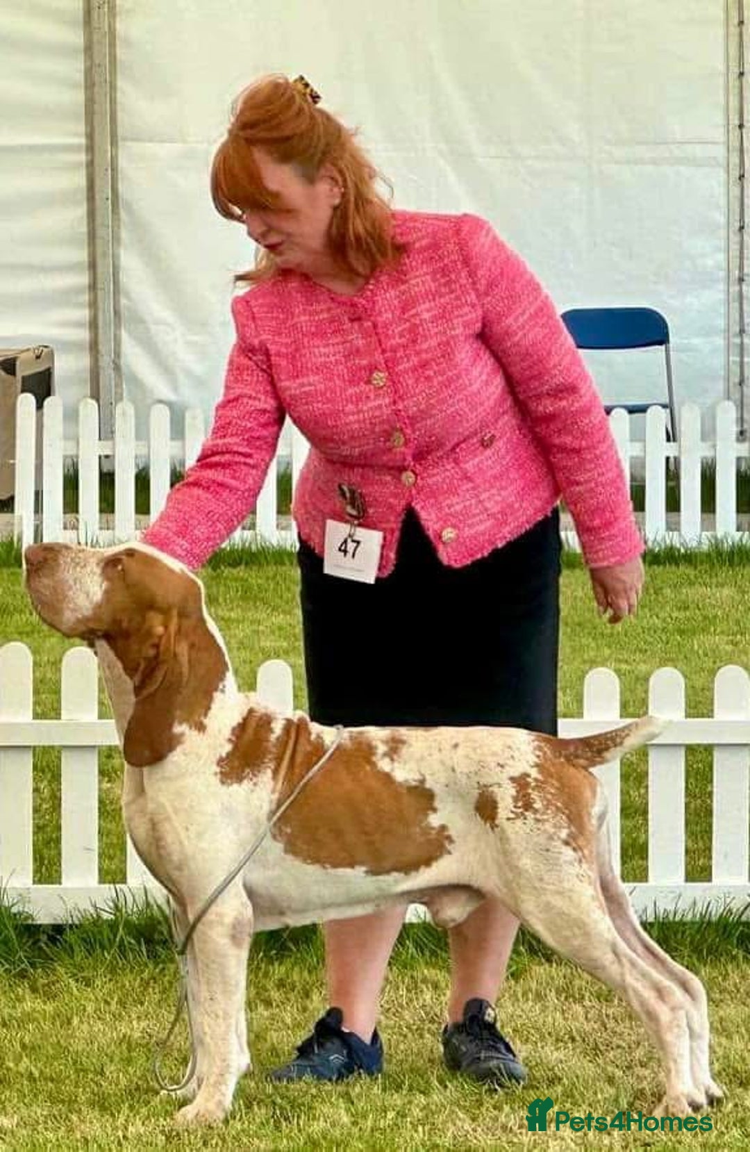 Bracco Italiano dogs for sale: Top Breeder 2021,22,22,24 & 2025 🌟🌟🌟🌟🌟 - Advert 15