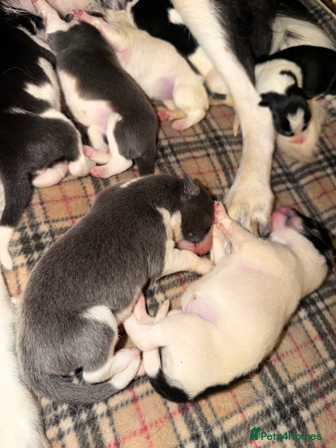 Border Collie dogs for sale: 10 amazing puppies - Advert 8