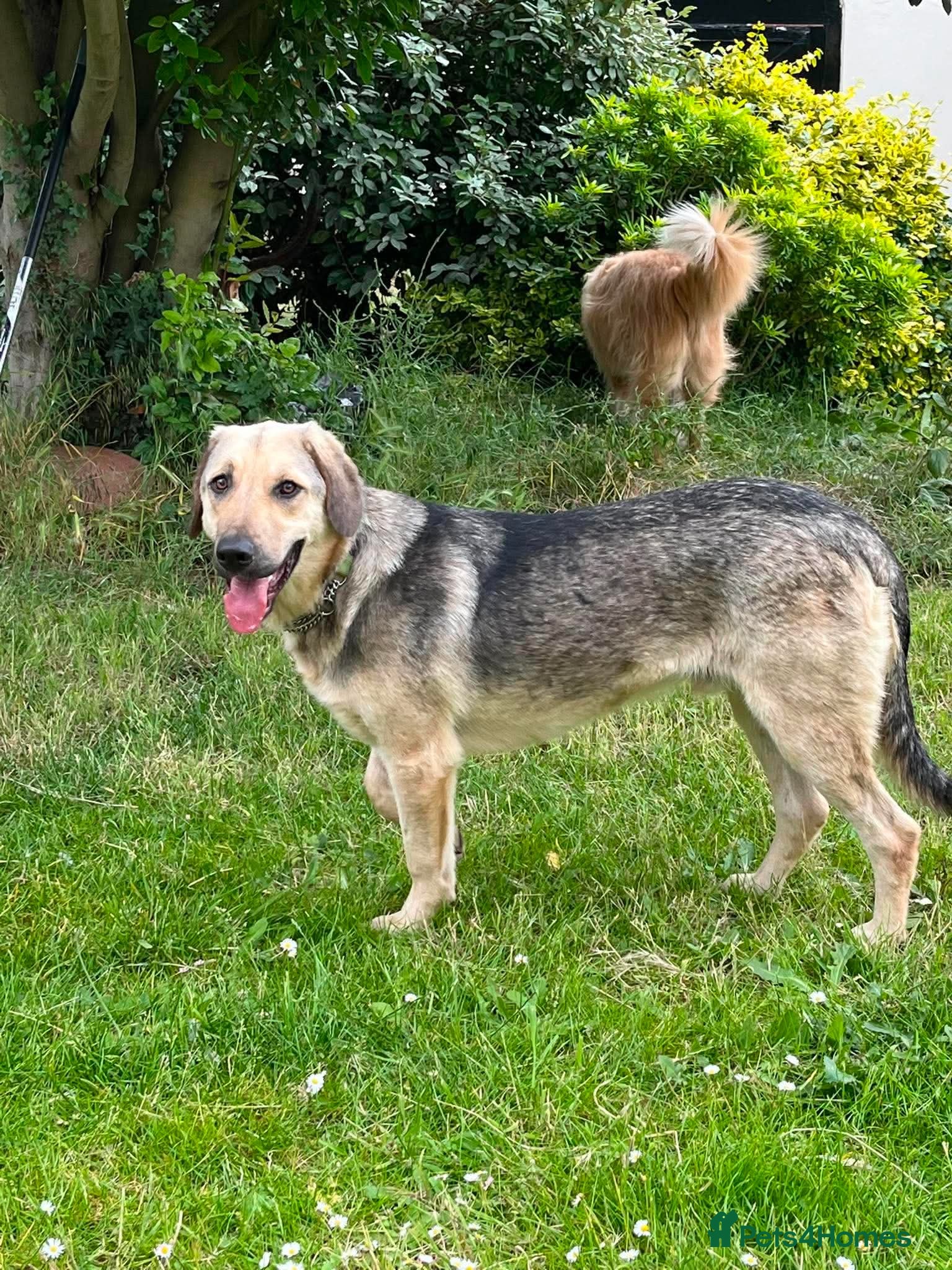Mixed Breed dogs SWEET OSCAR READY FOR HIS FOREVER FAMILY - Advert 1