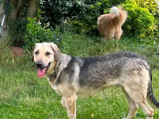 Mixed Breed dogs SWEET OSCAR READY FOR HIS FOREVER FAMILY - Advert 1