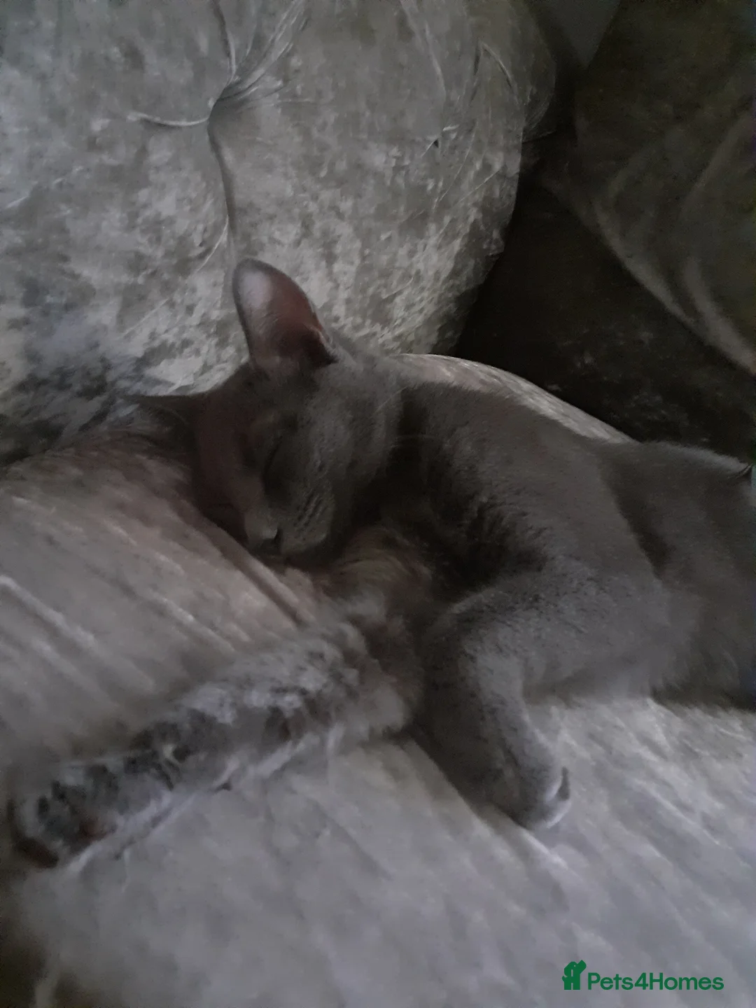 Russian Blue cats for sale: Kittens  in Huddersfield - Advert 8