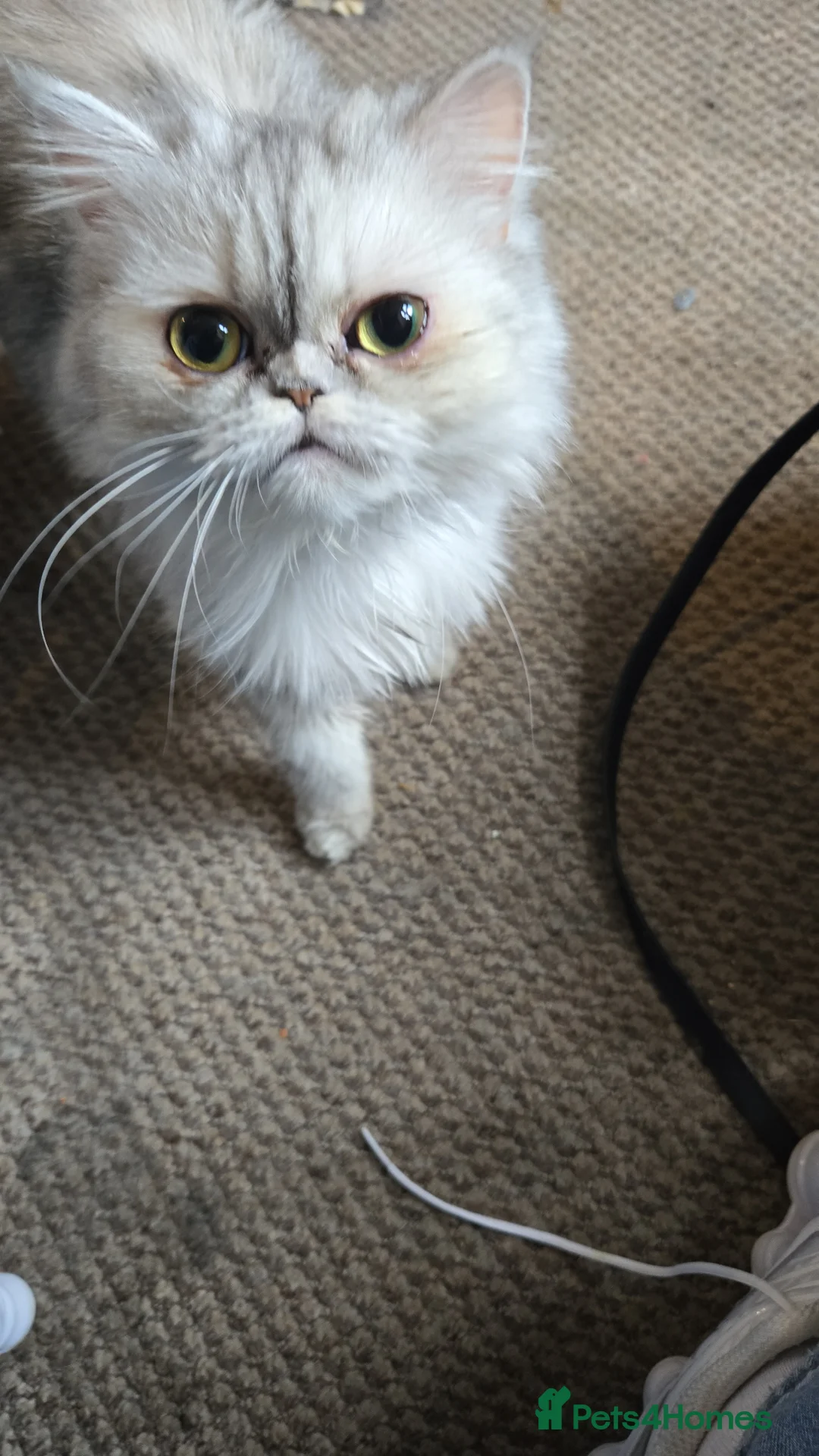Persian cats for sale: Cat   in Bradford - Advert 1