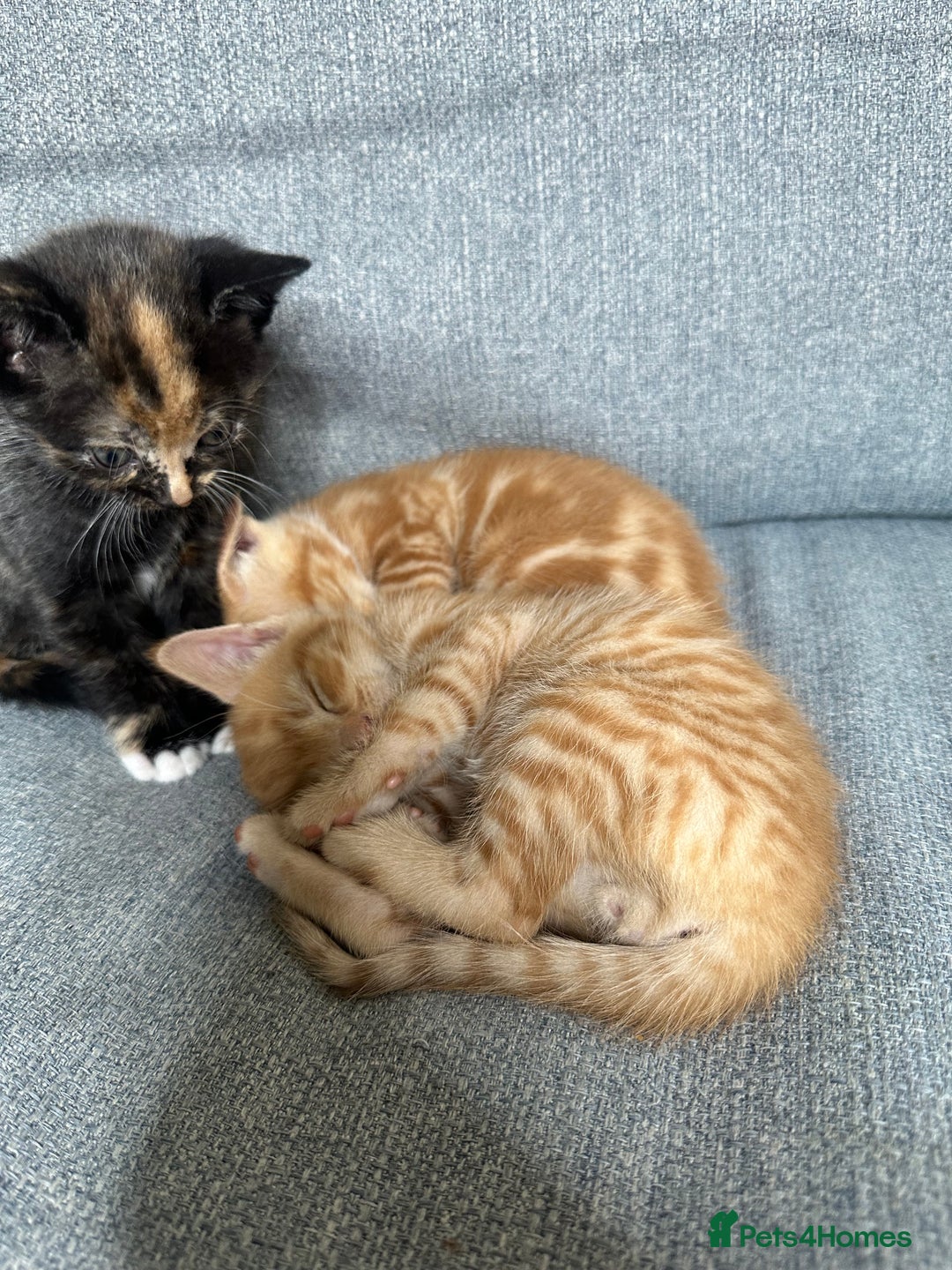 Mixed Breed cats for sale: 4 kittens looking for a new home - Image 3