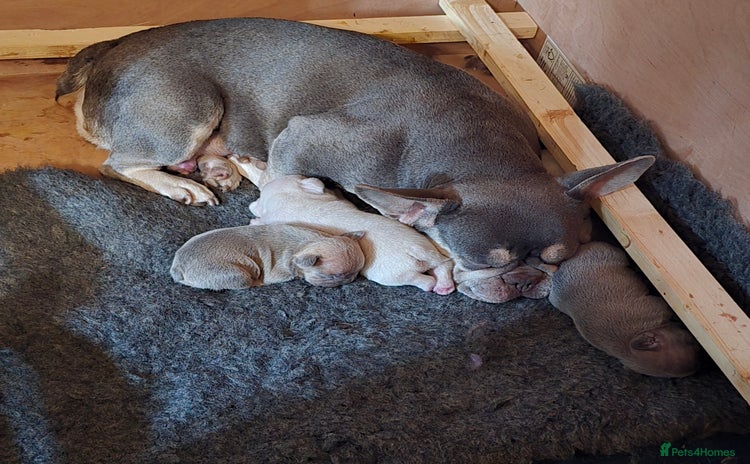 French Bulldog dogs - Advert 1