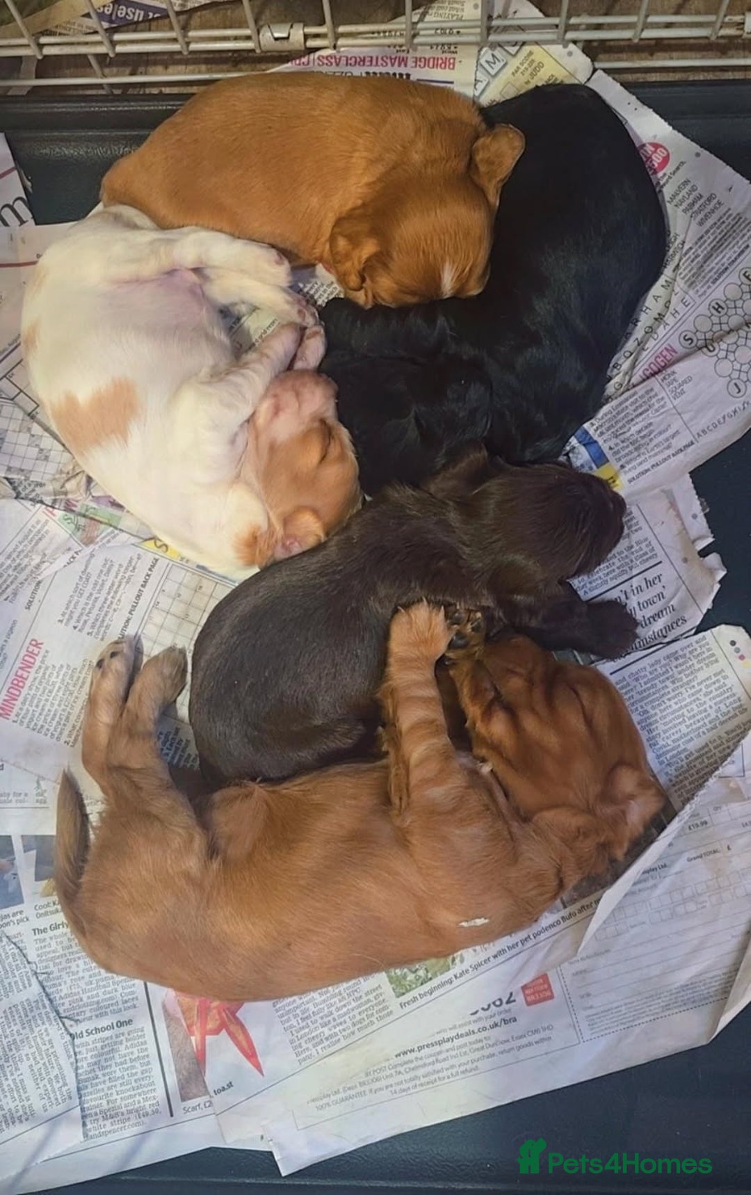 Cocker Spaniel dogs for sale: Cocker Spaniel puppies for sale - Image 3