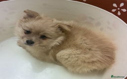 Pomeranian dogs for sale: Pomeranian  - Image 3