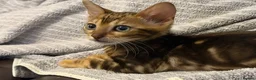 Bengal cats for sale: Beautiful Bengal  - Advert 3