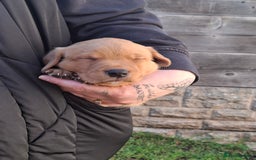 Labrador Retriever dogs for sale: Mix of fox red and yellow labrador puppies - Image 13