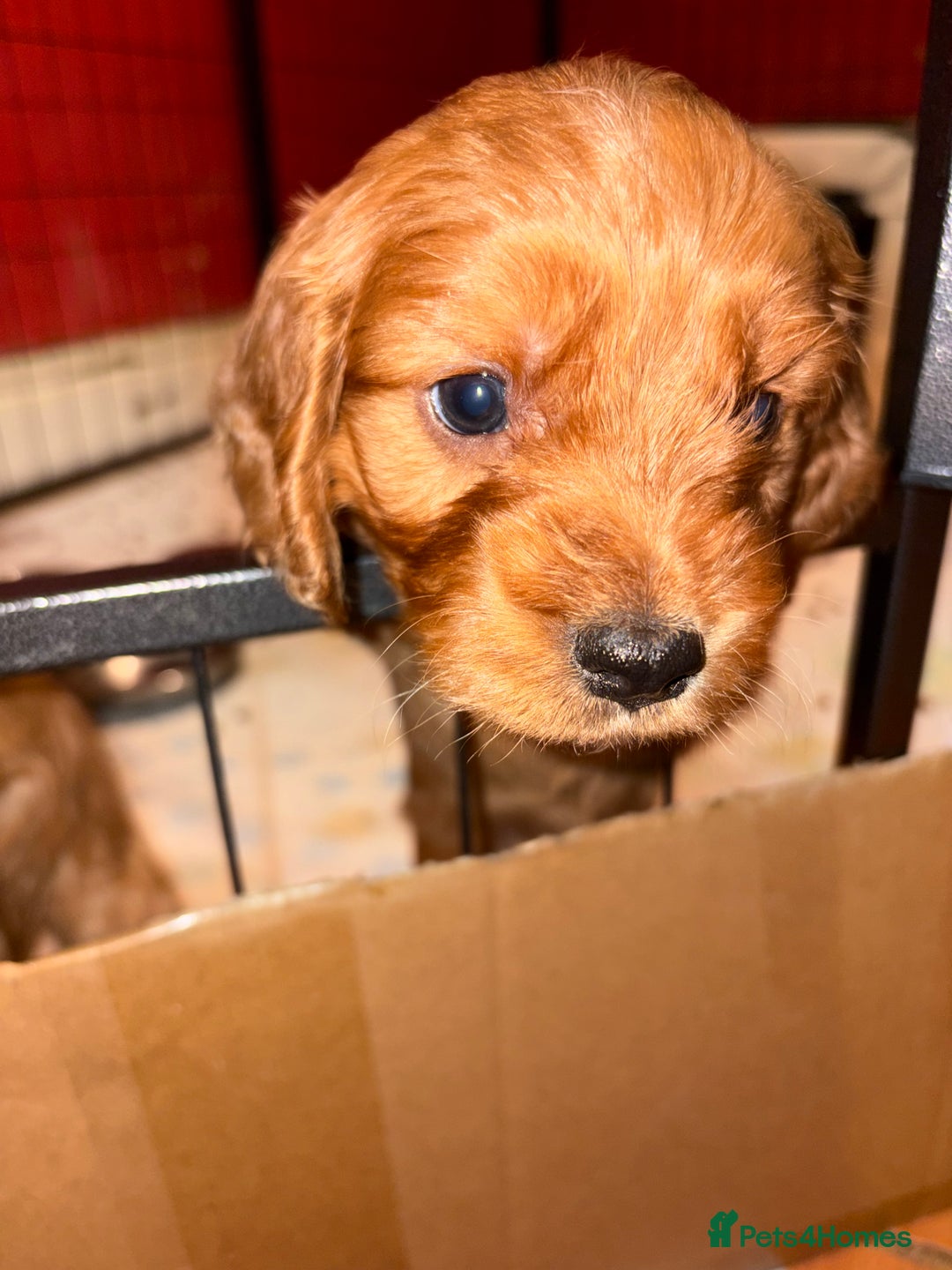 Cockapoo dogs for sale: Cockapoo F1B puppies - Advert 5