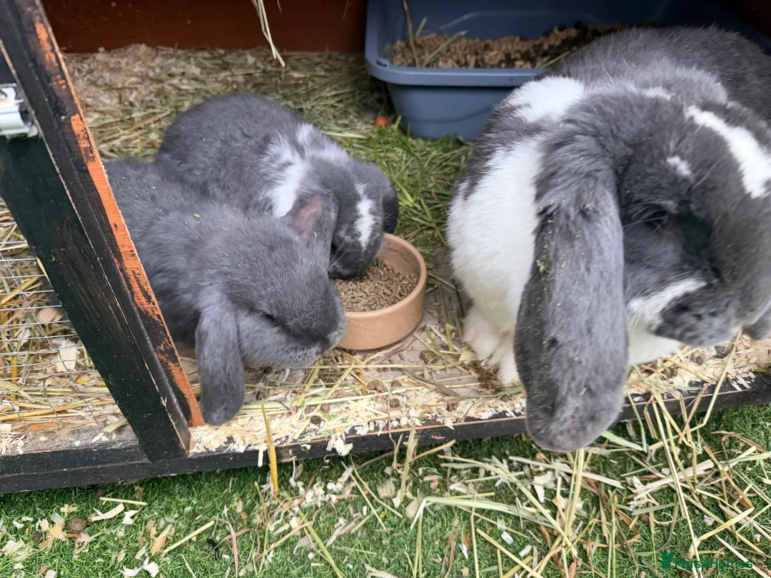 French Lop rabbits for sale: French lops  - Advert 5