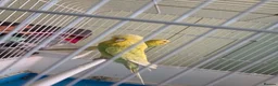 Budgerigars birds for sale: Exhibition budgie show budgie  in Birmingham - Advert 8