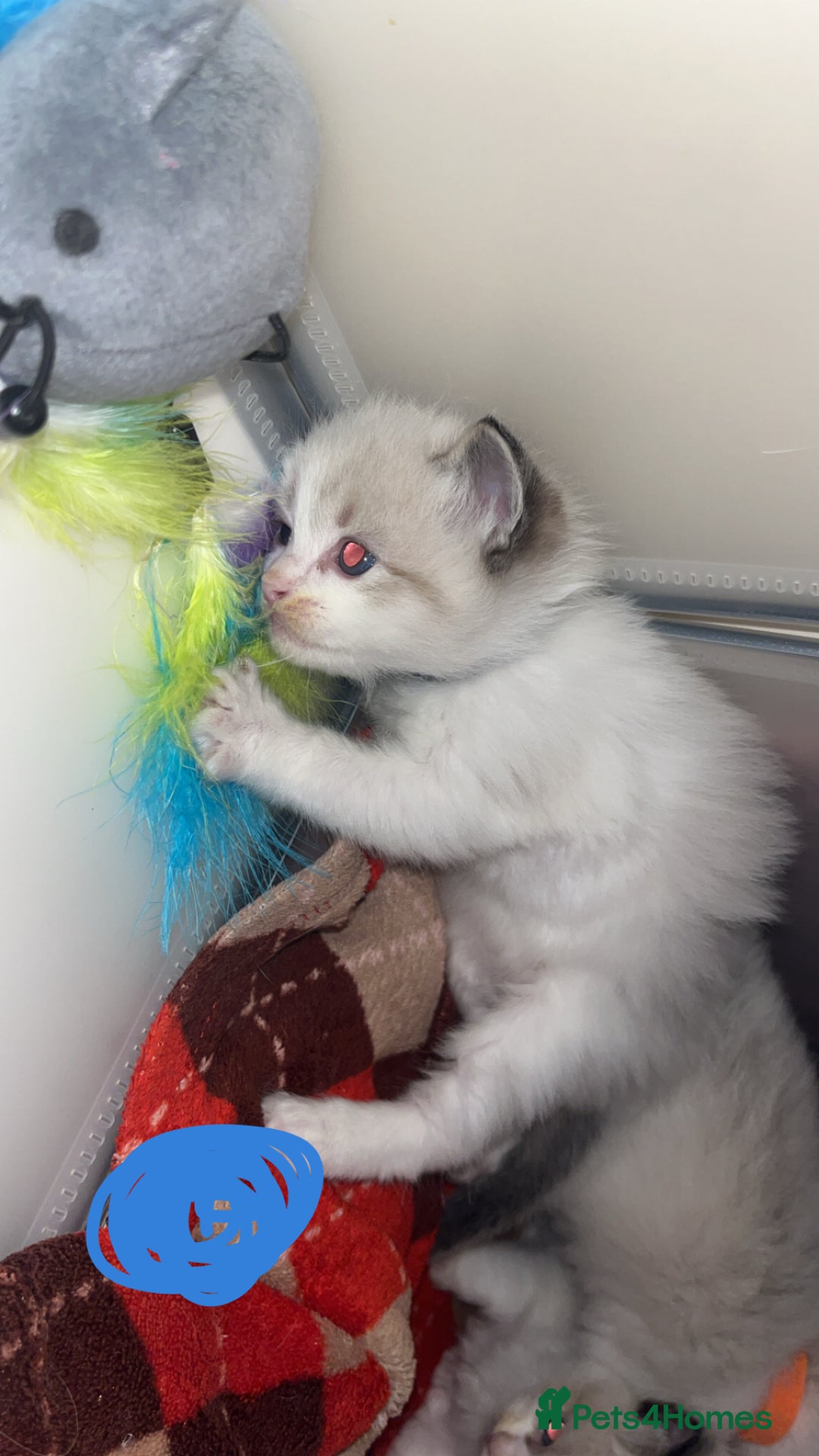 Ragdoll cats for sale: Beautiful Ragdoll kittens - Advert 4