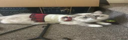 Siberian cats for sale: Pure bred siberian kittens  - Advert 13