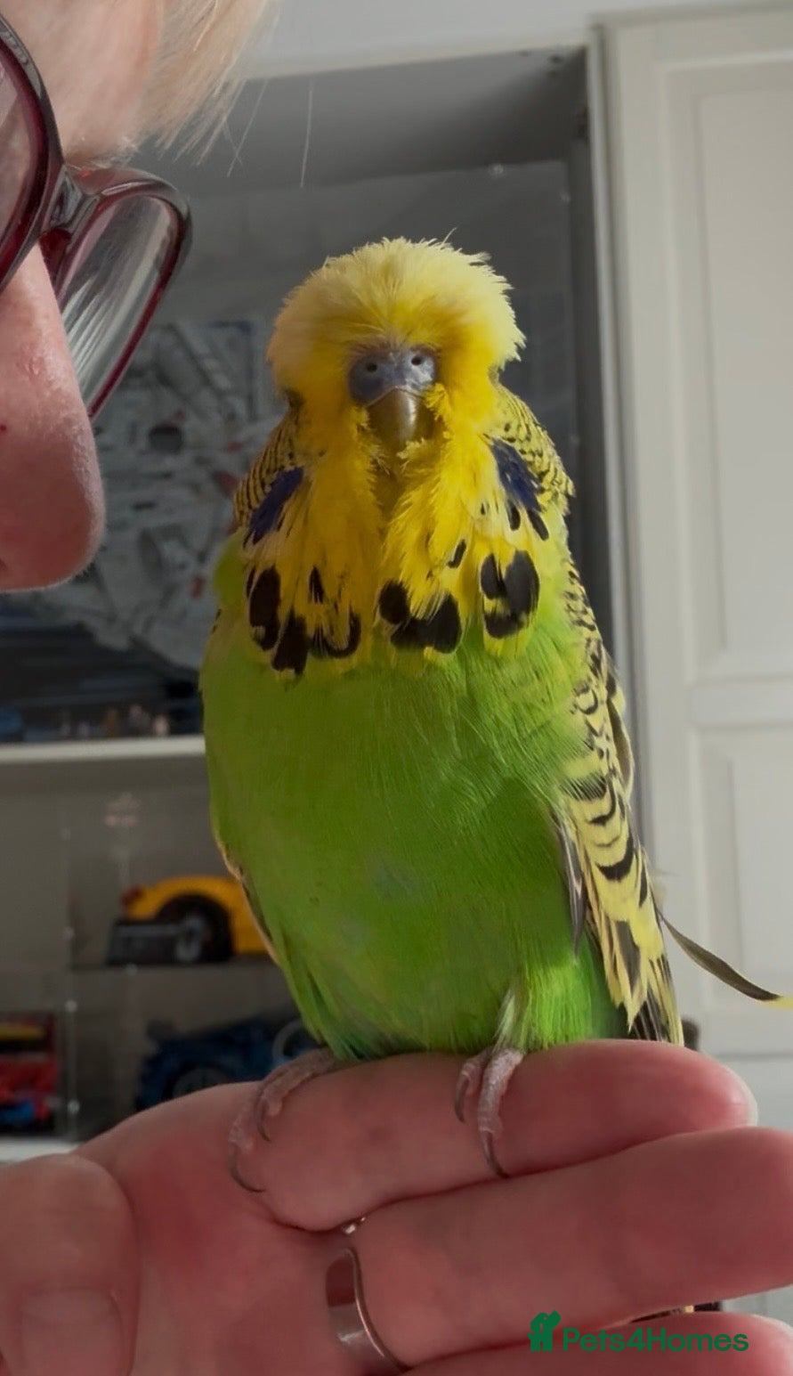 Budgerigars birds Super Tame Male Exhibition Budgie - Advert 1