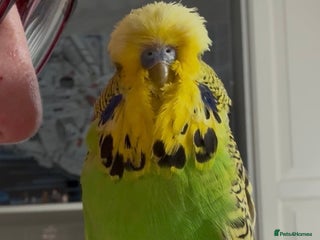 Budgerigars birds Super Tame Male Exhibition Budgie - Advert 1