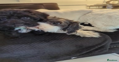 Mixed Breed dogs - Advert 3