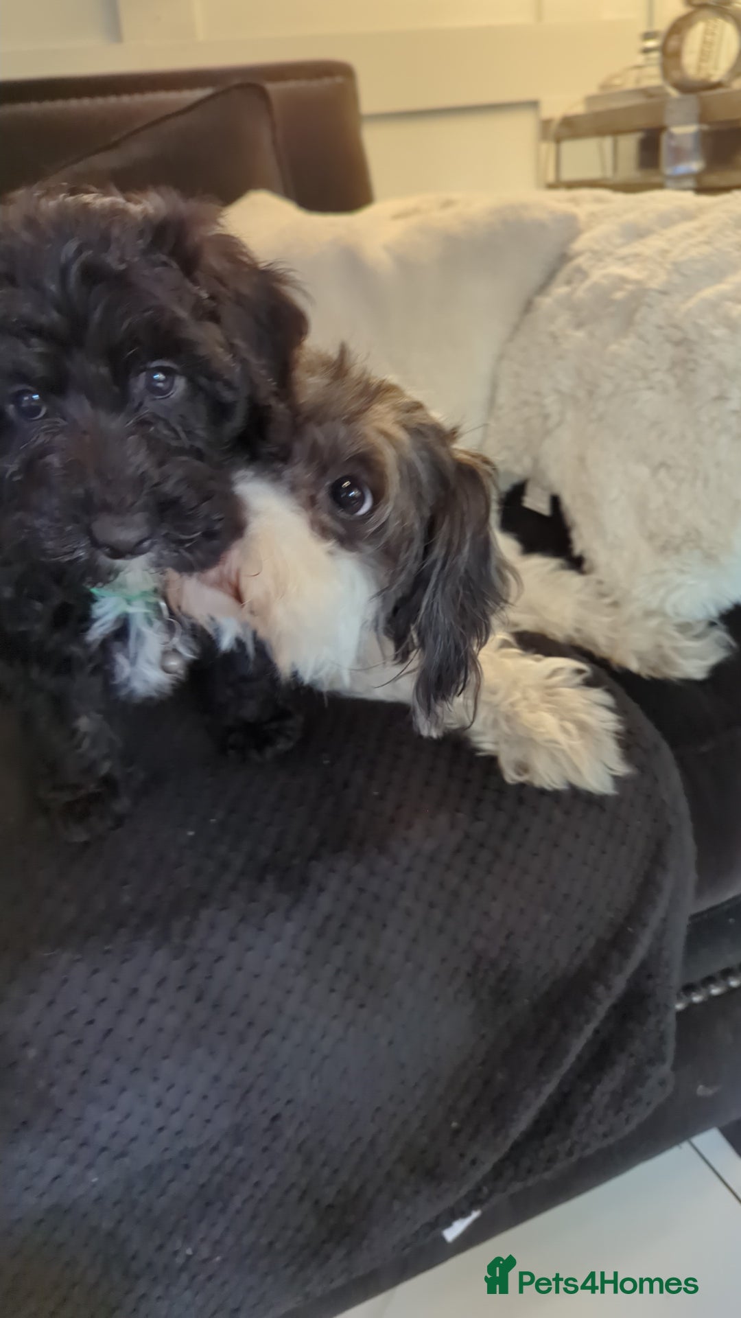 Mixed Breed dogs for sale: Cavapoochon puppies Ready now  - Image 2