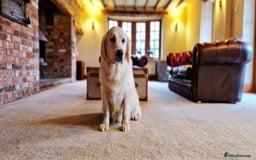 Golden Retriever dogs for sale: Newmiller Retrievers Litter Announcement  - Image 4