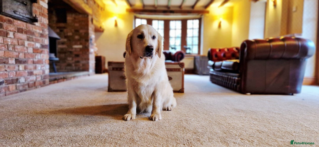 Golden Retriever dogs for sale: Newmiller Retrievers Litter Announcement  - Image 4