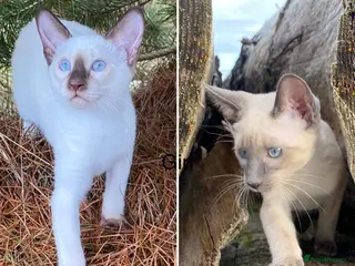 Siamese cats ADORABLE SIAMESE KITTENS - Advert 2