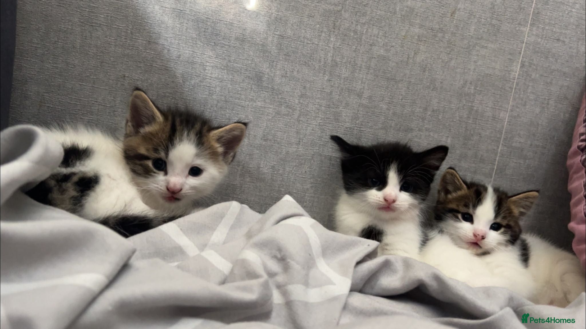 Mixed Breed cats Cute kittens  - Advert 1