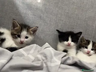 Mixed Breed cats Cute kittens - Advert 1