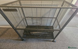 Rat rodents for sale: 2 12 week old hand reared rats - Image 2