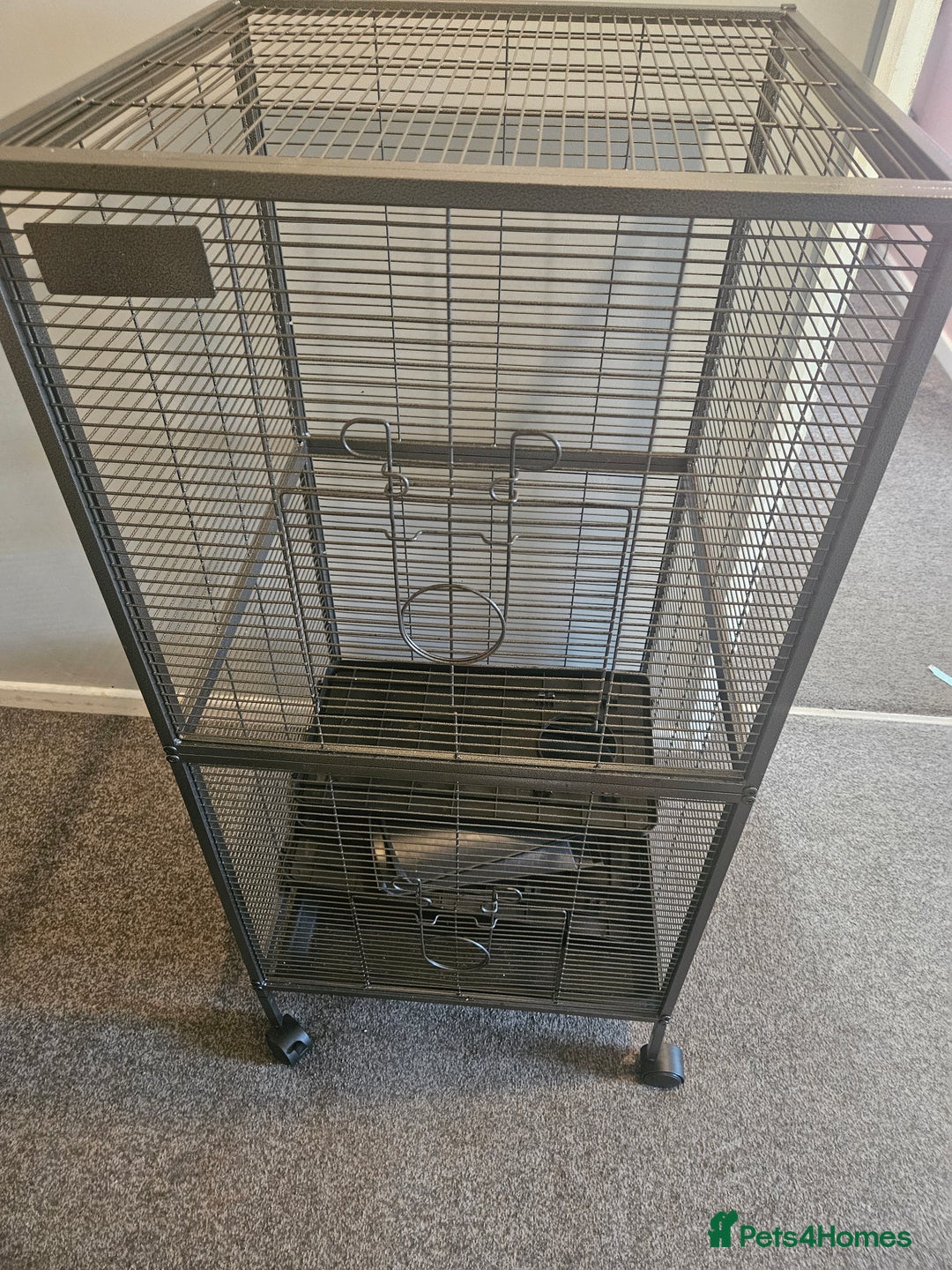 Rat rodents for sale: 2 12 week old hand reared rats - Image 2