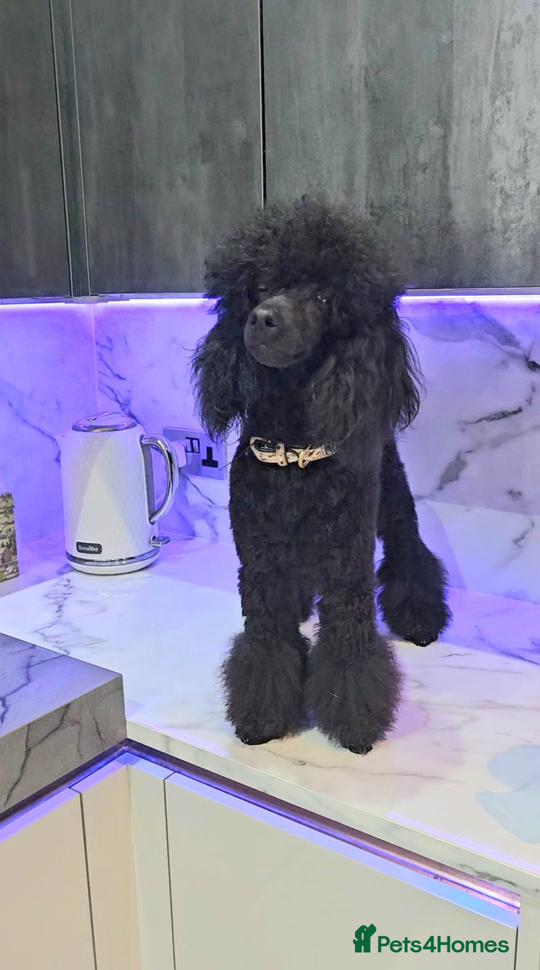 Toy Poodle dogs for stud: Toy poodle stud boy  in Blackburn - Image 22