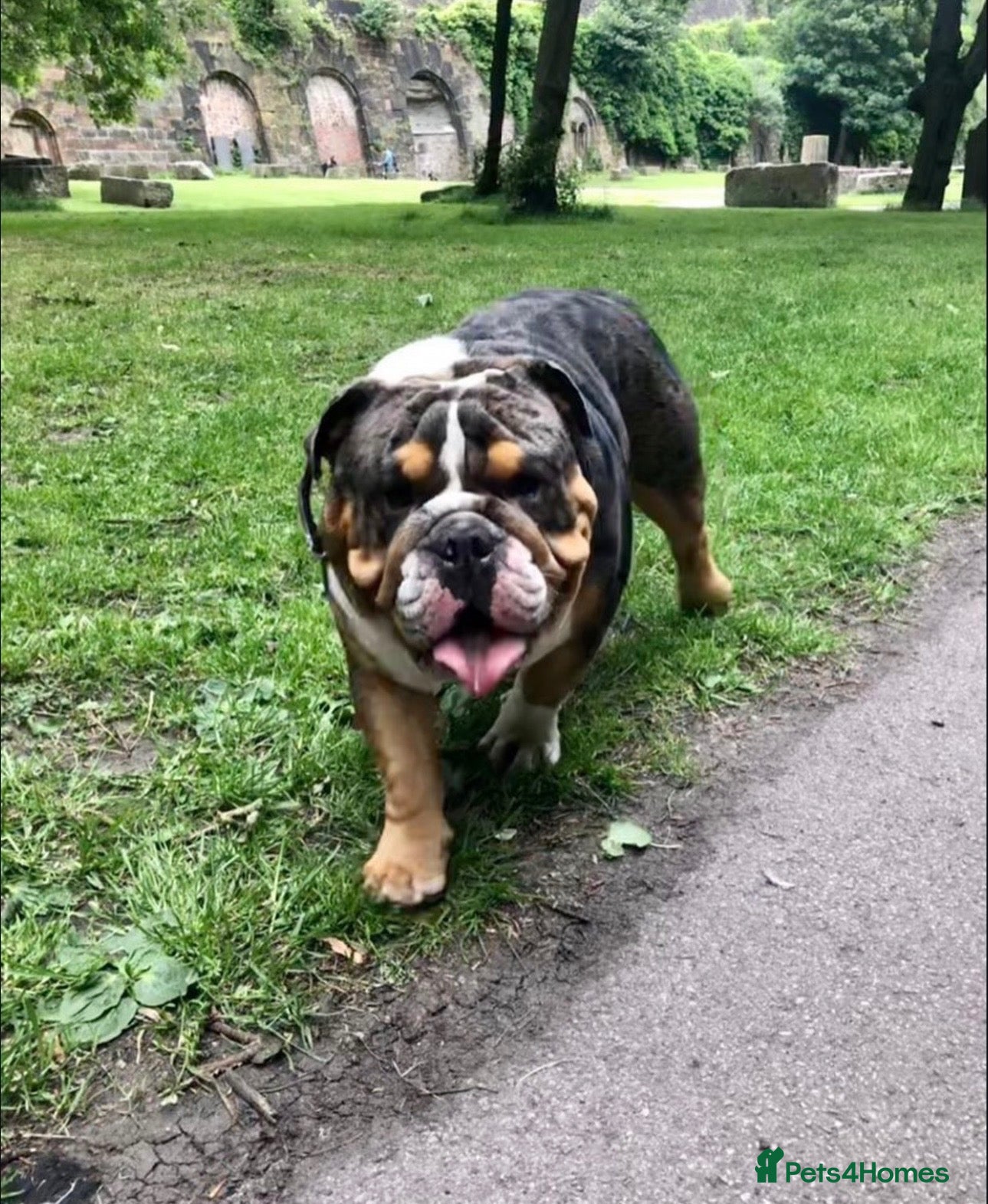 English Bulldog dogs BRUNO tri merl English bulldog ready for stud 🦍🦍 - Advert 1