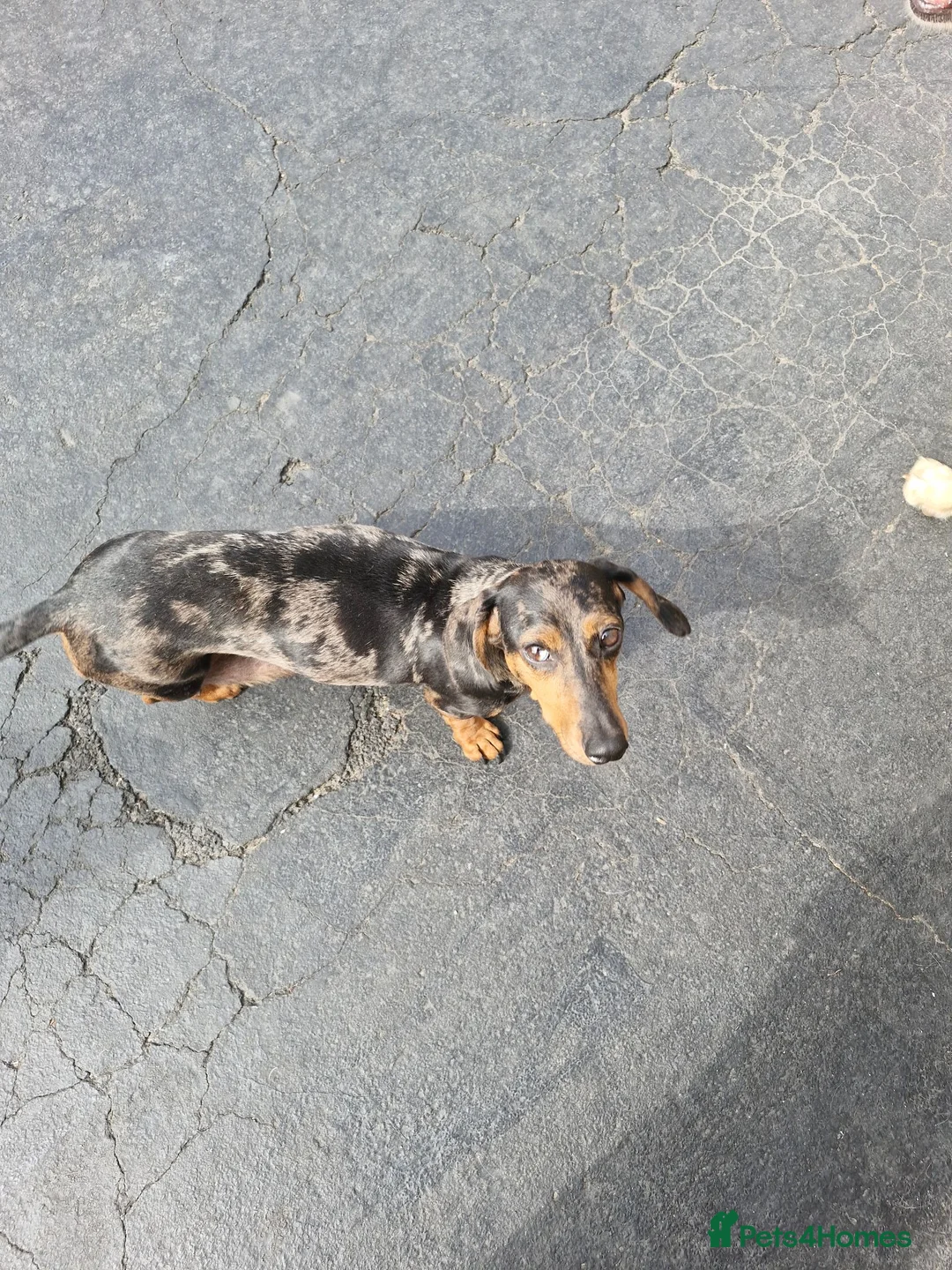 Dachshund dogs for sale: Dashound puppies  - Advert 1