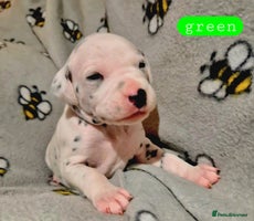Dalmatian dogs **Beautiful litter of 11 KC Dalmatians** - Advert 4