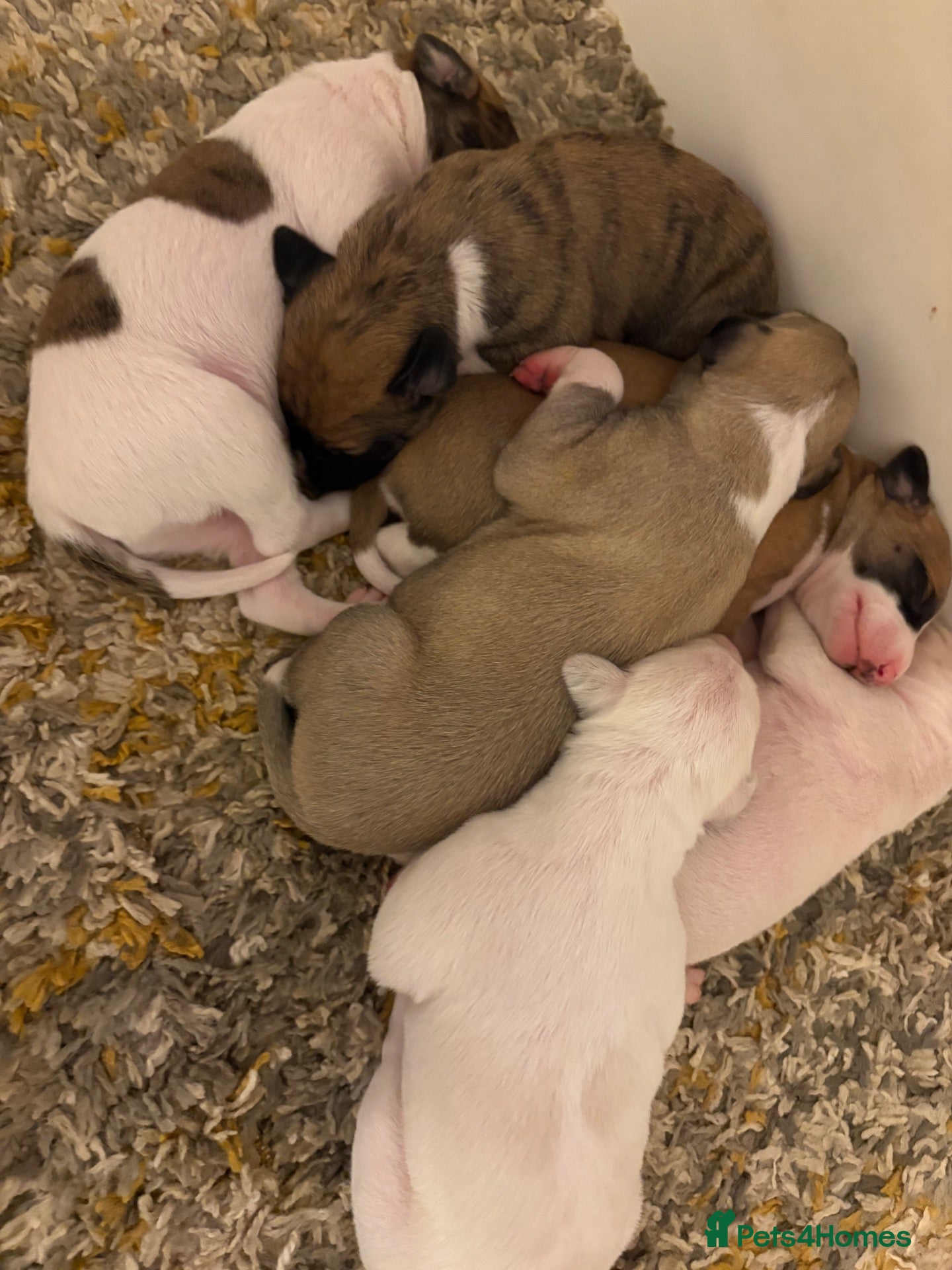 Mixed Breed dogs for sale: Whippet cross puppies  - Advert 9