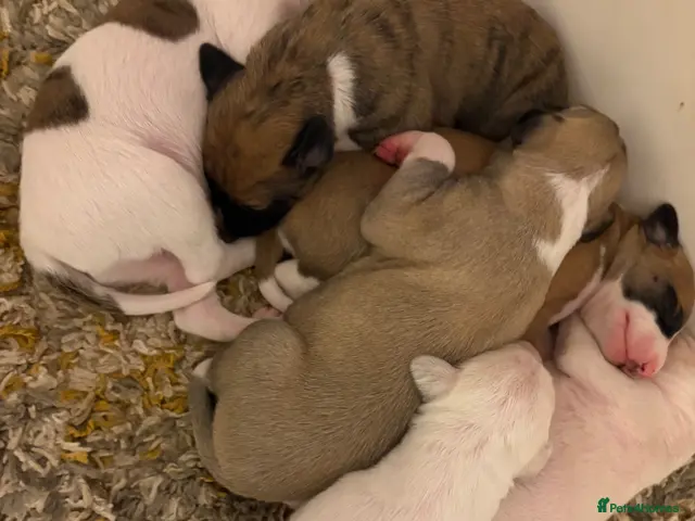 Mixed Breed dogs for sale: Whippet cross puppies - Advert 1
