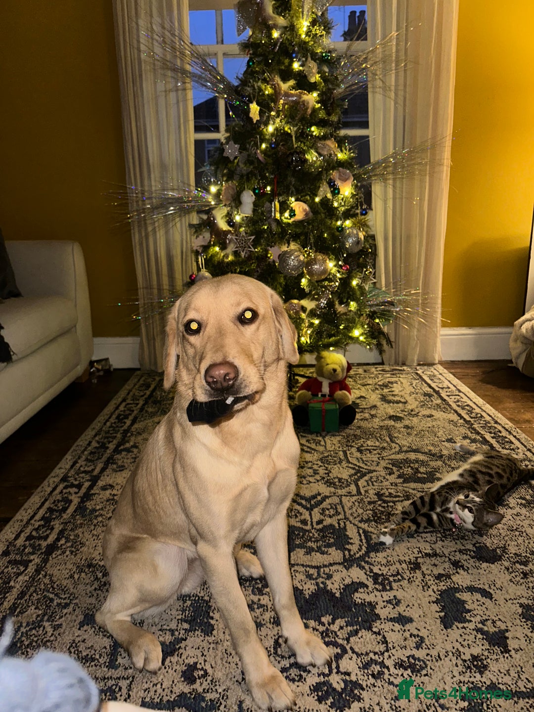 Mixed Breed dogs for sale: Dachsador  - Advert 5