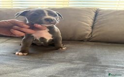 Staffordshire Bull Terrier dogs for sale: Beautiful Staffordshire bull terrier puppies  - Image 4