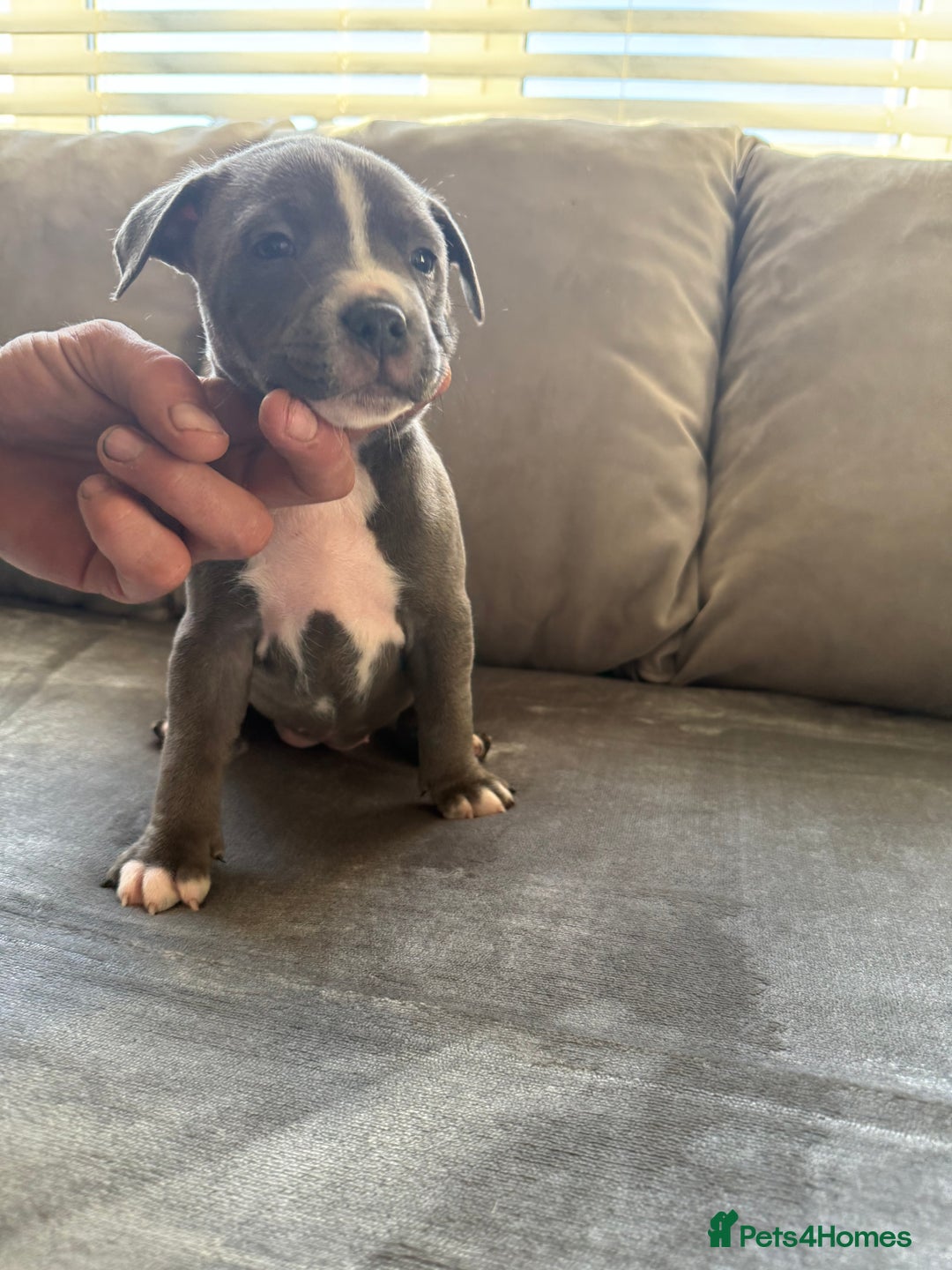 Staffordshire Bull Terrier dogs for sale: Beautiful Staffordshire bull terrier puppies  - Image 4