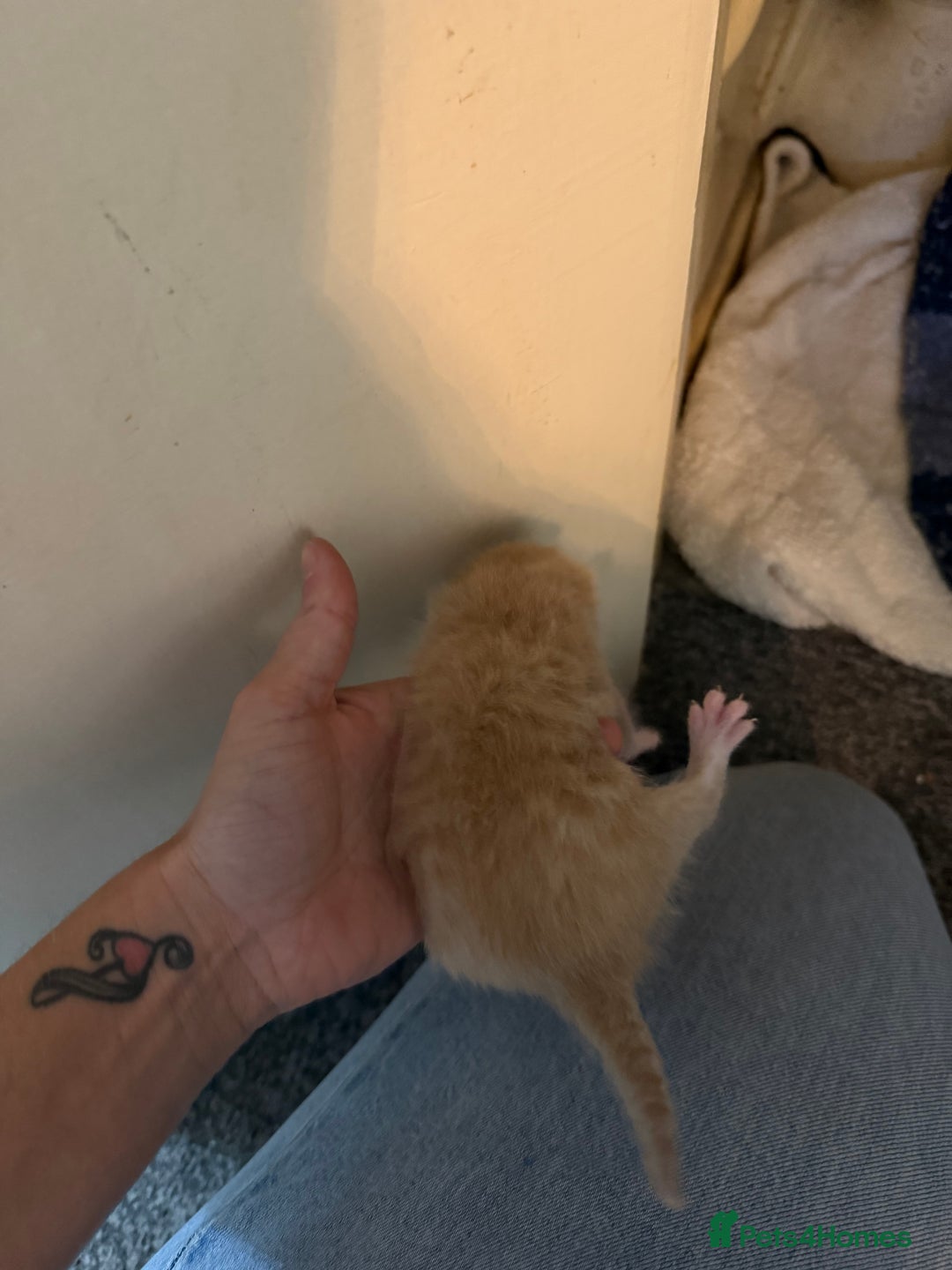 Mixed Breed cats for sale: 4 kitty’s looking for forever homes!  - Image 7