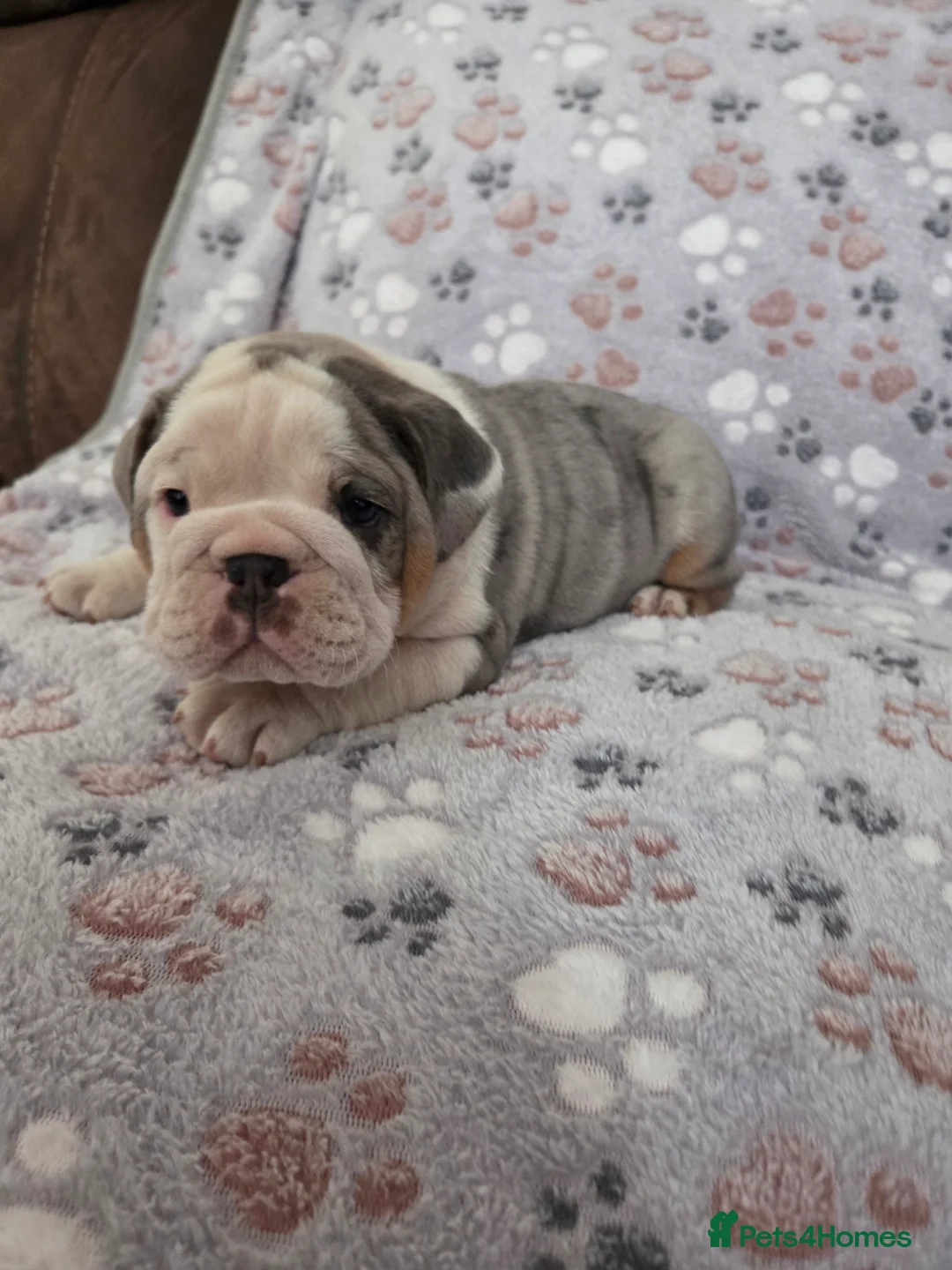 English Bulldog dogs for sale: English bulldog puppies 🐶  - Advert 8