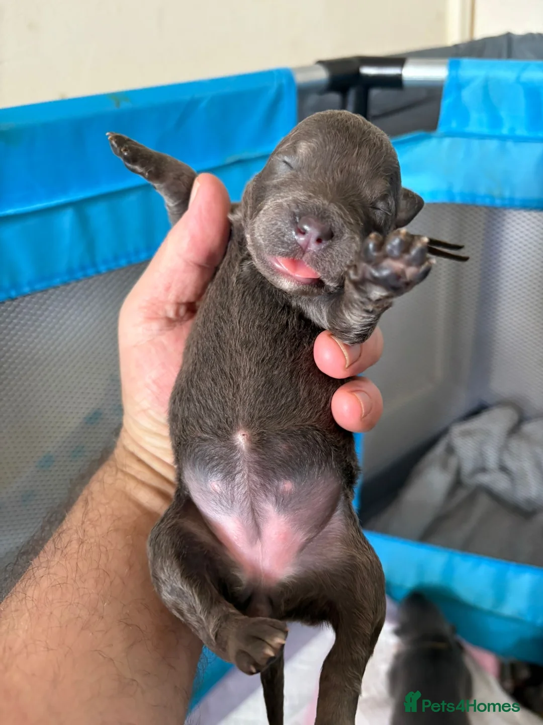 Staffordshire Bull Terrier dogs for sale: Gorgeous staffies - Advert 26