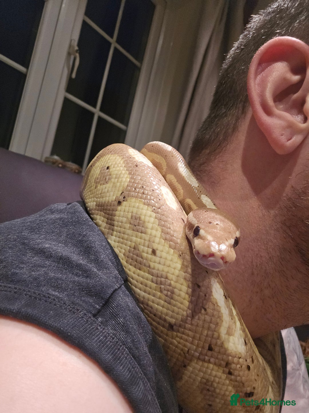 Python Snake reptiles for sale: Banana Royal Python - Image 6